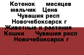 Котенок 2.5 месяцев мальчик › Цена ­ 5 - Чувашия респ., Новочебоксарск г. Животные и растения » Кошки   . Чувашия респ.,Новочебоксарск г.